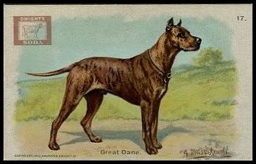 J13 17 Great Dane.jpg